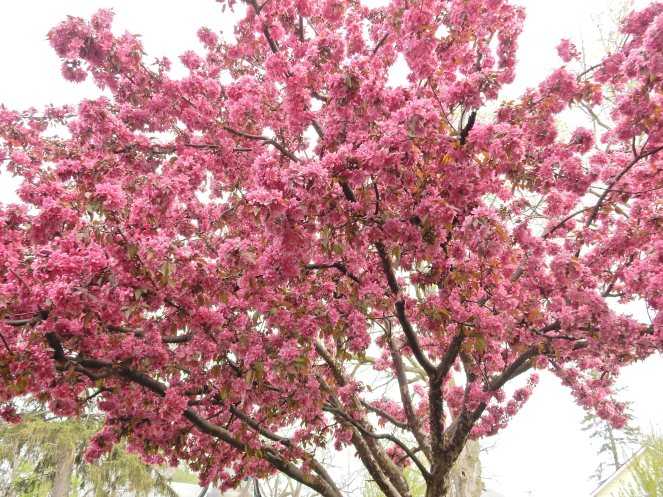 Pretty in Pink, Sarah In Style, Windy City Blogger, WCBC, Fashion Blogger, Spray Tan, Chicago Blogger, sarahinstyle.com, ralph lauren, steve madden