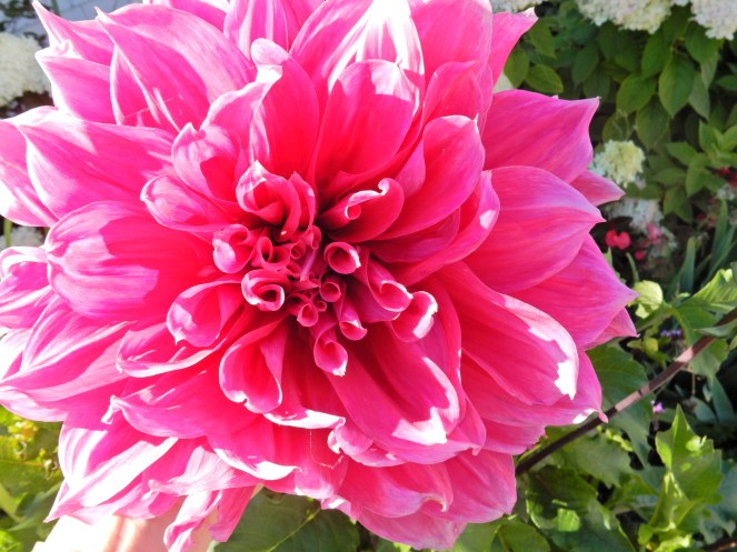 It's Party Time, Family Picnic, Chicago Blogger, 30th Birthday, Mackinac Island, Pure Michigan, Bicycles, Victorian charm, sarah in style, windy city bloggers, the grand hotel, the island house, The Max chicago, Saved by the bell