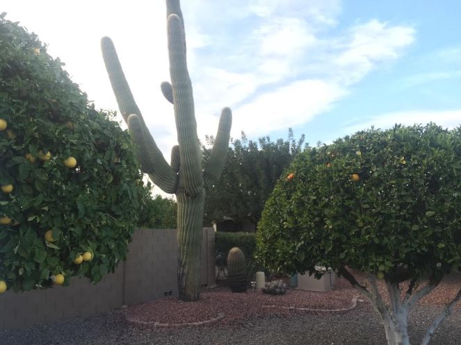 sarah in style, sarahinstyle.com, sarah meyer, all about arizona, what to do in arizona, where to stay in scottsdale. the saguaro, hotel valley ho, where to eat in scottsdale, where to eat in phoenix, what to do in scottsdale, what to do in phoenix, travel blogger, sugar bowl scottsdale, the sugar bowl, Hotel Valley Ho, midcentury modern