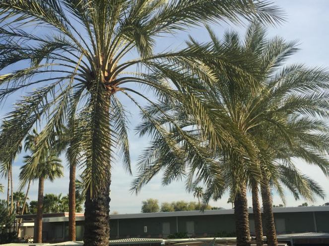 sarah in style, sarahinstyle.com, sarah meyer, all about arizona, what to do in arizona, where to stay in scottsdale. the saguaro, hotel valley ho, where to eat in scottsdale, where to eat in phoenix, what to do in scottsdale, what to do in phoenix, travel blogger, sugar bowl scottsdale, the sugar bowl, Hotel Valley Ho, midcentury modern