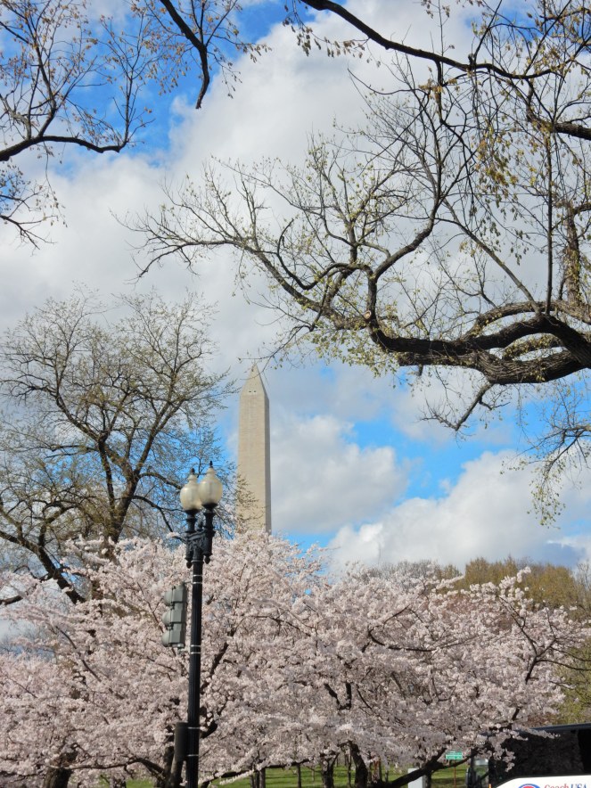 Washington D.C. Cherry Blossom Festival, Cherry Blossom Festival , Cherry Blossoms, D.C. Cherry Blossoms, Washington D.C., District of Columbia, Springtime, Spring fling, spring flowers, flowering trees, sarah in style, sarahinstyle.com, Sarah Meyer, Tidal Pond, Jefferson Memorial, DC Monuments