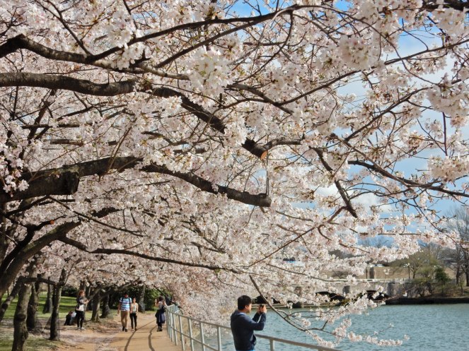 Washington D.C. Cherry Blossom Festival, Cherry Blossom Festival , Cherry Blossoms, D.C. Cherry Blossoms, Washington D.C., District of Columbia, Springtime, Spring fling, spring flowers, flowering trees, sarah in style, sarahinstyle.com, Sarah Meyer, Tidal Pond, Jefferson Memorial, DC Monuments, Ruffled Pink Blouse