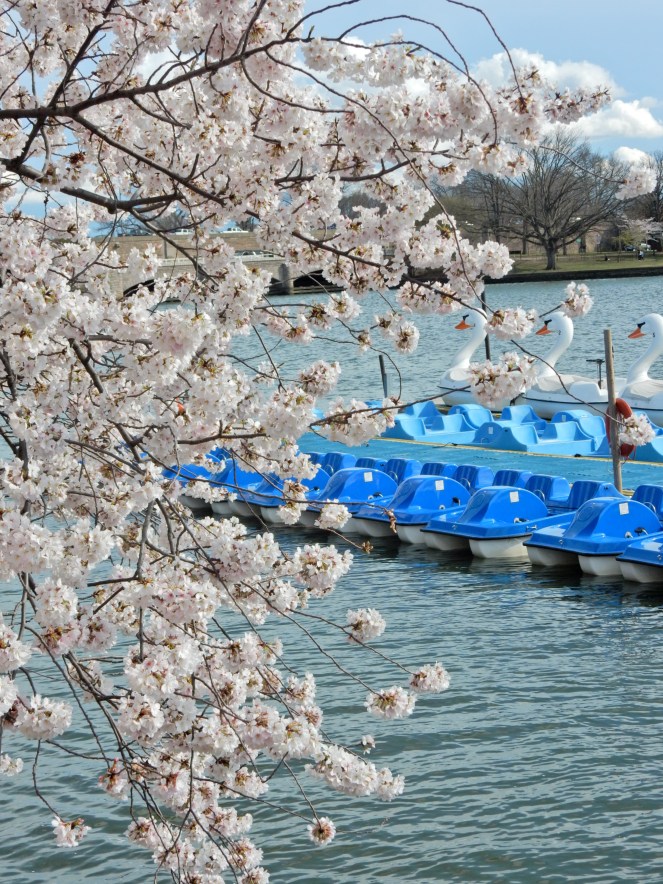 Washington D.C. Cherry Blossom Festival, Cherry Blossom Festival , Cherry Blossoms, D.C. Cherry Blossoms, Washington D.C., District of Columbia, Springtime, Spring fling, spring flowers, flowering trees, sarah in style, sarahinstyle.com, Sarah Meyer, Tidal Pond, Jefferson Memorial, DC Monuments, Ruffled Pink Blouse