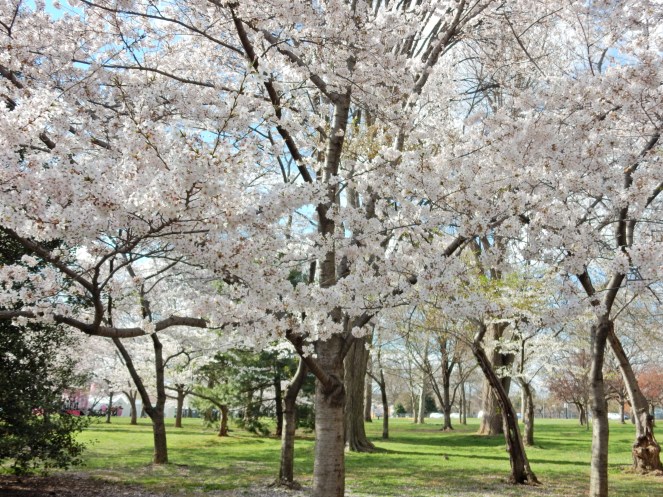 Washington D.C. Cherry Blossom Festival, Cherry Blossom Festival , Cherry Blossoms, D.C. Cherry Blossoms, Washington D.C., District of Columbia, Springtime, Spring fling, spring flowers, flowering trees, sarah in style, sarahinstyle.com, Sarah Meyer, Tidal Pond, Jefferson Memorial, DC Monuments, Ruffled Pink Blouse