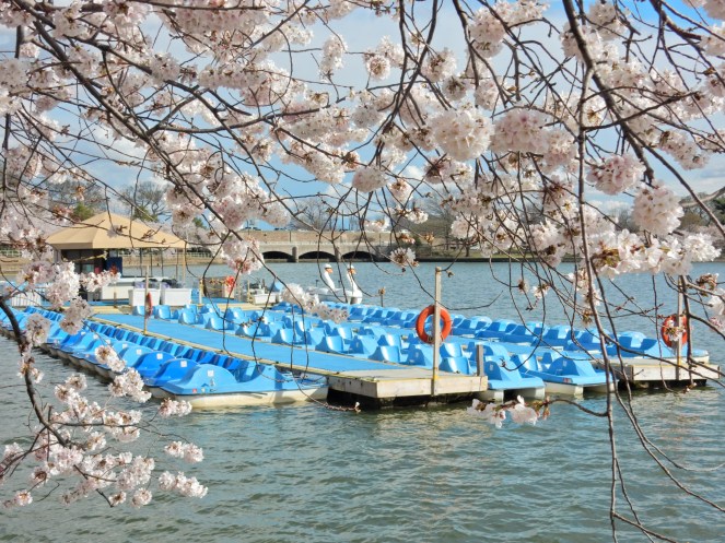 Washington D.C. Cherry Blossom Festival, Cherry Blossom Festival , Cherry Blossoms, D.C. Cherry Blossoms, Washington D.C., District of Columbia, Springtime, Spring fling, spring flowers, flowering trees, sarah in style, sarahinstyle.com, Sarah Meyer