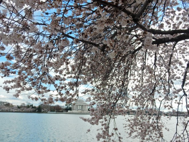 Washington D.C. Cherry Blossom Festival, Cherry Blossom Festival , Cherry Blossoms, D.C. Cherry Blossoms, Washington D.C., District of Columbia, Springtime, Spring fling, spring flowers, flowering trees, sarah in style, sarahinstyle.com, Sarah Meyer, Tidal Pond, Jefferson Memorial, DC Monuments, Ruffled Pink Blouse