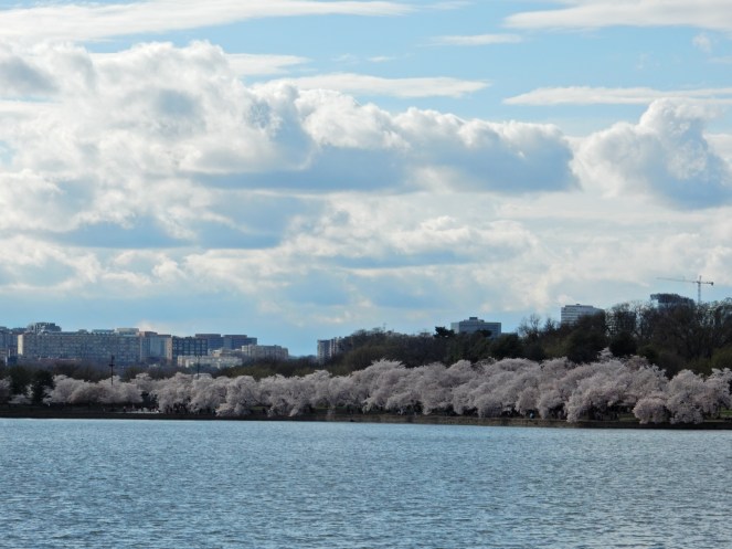 Washington D.C. Cherry Blossom Festival, Cherry Blossom Festival , Cherry Blossoms, D.C. Cherry Blossoms, Washington D.C., District of Columbia, Springtime, Spring fling, spring flowers, flowering trees, sarah in style, sarahinstyle.com, Sarah Meyer, Tidal Pond, Jefferson Memorial, DC Monuments, Ruffled Pink Blouse