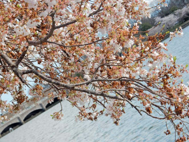 Washington D.C. Cherry Blossom Festival, Cherry Blossom Festival , Cherry Blossoms, D.C. Cherry Blossoms, Washington D.C., District of Columbia, Springtime, Spring fling, spring flowers, flowering trees, sarah in style, sarahinstyle.com, Sarah Meyer, Tidal Pond, Jefferson Memorial, DC Monuments, Ruffled Pink Blouse