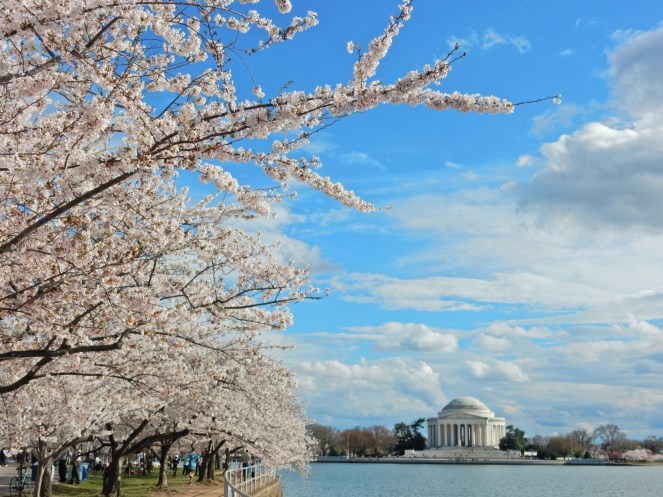 Washington D.C. Cherry Blossom Festival, Cherry Blossom Festival , Cherry Blossoms, D.C. Cherry Blossoms, Washington D.C., District of Columbia, Springtime, Spring fling, spring flowers, flowering trees, sarah in style, sarahinstyle.com, Sarah Meyer
