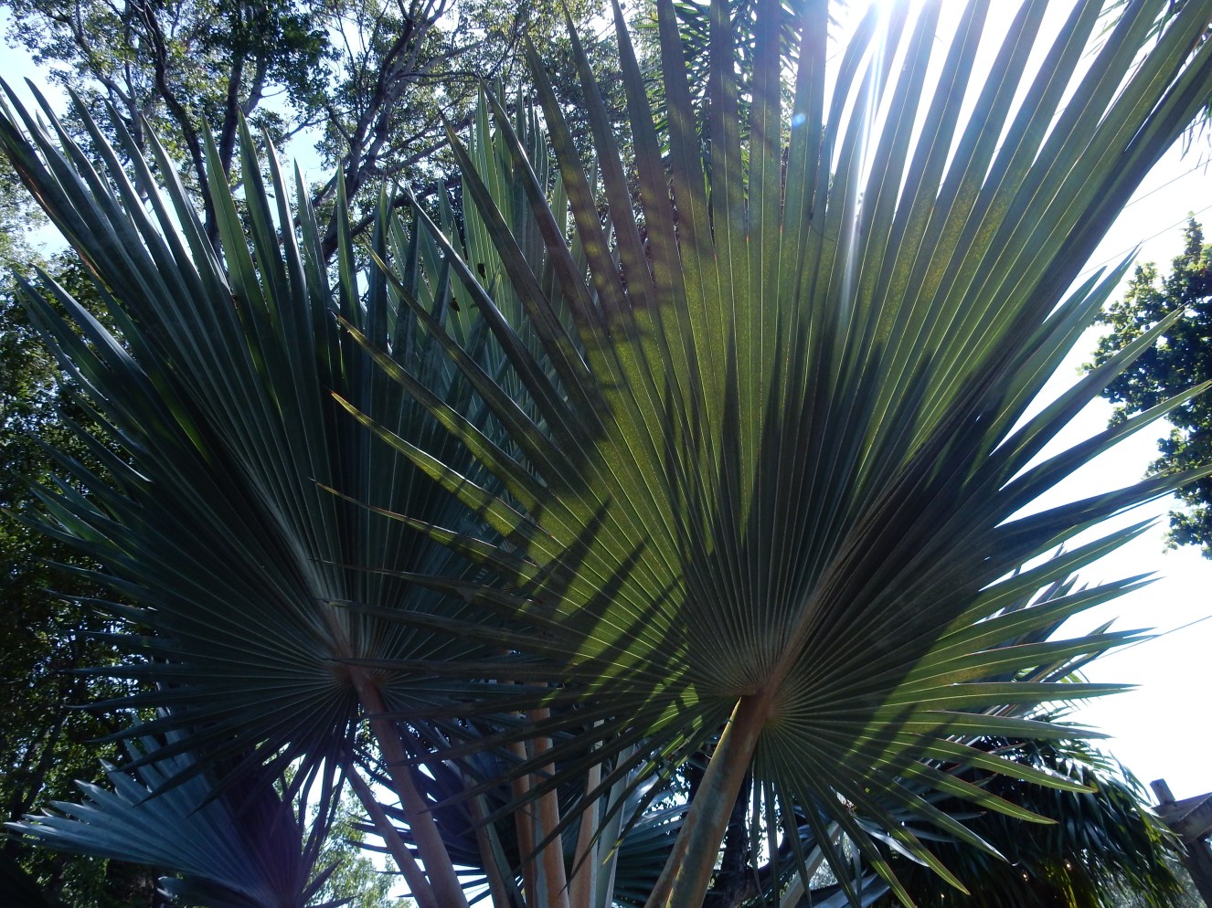 Lush, Lavish & Lilly – Sarah In Style