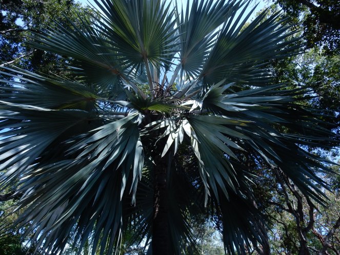 Island Home, Islamorada, Florida Keys, www.lillypulitzer.com, Lilly Pulitzer, Travelers Palm, Resort Navy Travelers Palm, MANSI CROP TOP & MAXI SKIRT SET, Lilly Pulitzer crop top, Lilly Pulitzer skirt, Sarah In Style, sarahinstyle.com, Sarah Meyer, Islamorada, Island Home, Florida Keys, Tropical style, vacation style, vacation fashion, summer style, #wcbcstyle, Chicago blogger, fashion blogger, windy city bloggers