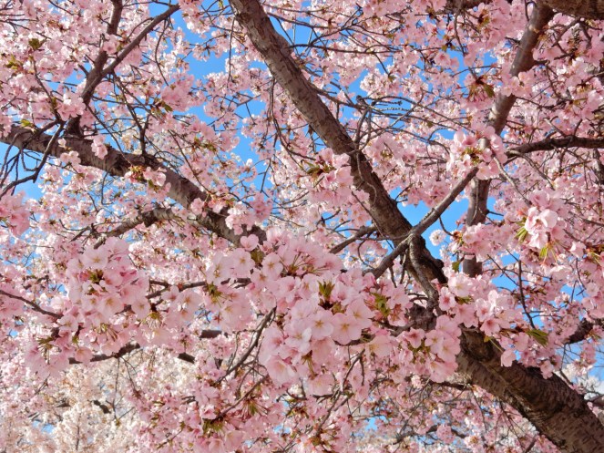 Washington D.C. Cherry Blossom Festival, Cherry Blossom Festival , Cherry Blossoms, D.C. Cherry Blossoms, Washington D.C., District of Columbia, Springtime, Spring fling, spring flowers, flowering trees, sarah in style, sarahinstyle.com, Sarah Meyer, Tidal Pond, Jefferson Memorial, DC Monuments, Ruffled Pink Blouse