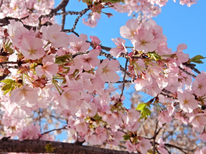 Washington D.C. Cherry Blossom Festival, Cherry Blossom Festival , Cherry Blossoms, D.C. Cherry Blossoms, Washington D.C., District of Columbia, Springtime, Spring fling, spring flowers, flowering trees, sarah in style, sarahinstyle.com, Sarah Meyer, Tidal Pond, Jefferson Memorial, DC Monuments, Ruffled Pink Blouse
