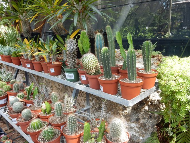 cactus, www.lillypulitzer.com, Lilly Pulitzer, Travelers Palm, Resort Navy Travelers Palm, MANSI CROP TOP & MAXI SKIRT SET, Lilly Pulitzer crop top, Lilly Pulitzer skirt, Sarah In Style, sarahinstyle.com, Sarah Meyer, Islamorada, Island Home, Florida Keys, Tropical style, vacation style, vacation fashion, summer style, #wcbcstyle, Chicago blogger, fashion blogger, windy city bloggers