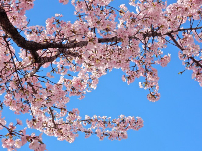 Washington D.C. Cherry Blossom Festival, Cherry Blossom Festival , Cherry Blossoms, D.C. Cherry Blossoms, Washington D.C., District of Columbia, Springtime, Spring fling, spring flowers, flowering trees, sarah in style, sarahinstyle.com, Sarah Meyer, Tidal Pond, Jefferson Memorial, DC Monuments