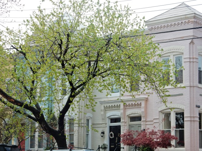 outdoor decor, pink home, Alexandria Virginia, Alexandria VA, Alexandria, Bold Front Doors, Come and Knock on my door, Colorful homes, new England, Washington D.C., gluten free D.C., gluten free Alexandria, sarahinstyle.com, Sarah In Style, What to do in D.C., What to do in Alexandria, curb appeal