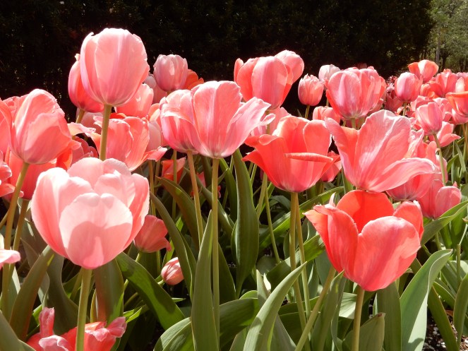 April Showers Bring May Flowers, Chicago Bean, Chicago Millenium Park, Chicago Loop, The Bean, Cloudgate, Kate Spade, Chicago, downtown Chicago, chitown, sarah in style, little black dress, lbd, bow dress, bow earrings, pearls, sarah meyer, 100 years young, springtime, tulips, fresh, life, windy city bloggers, chicago blog, fashion blog, style blog