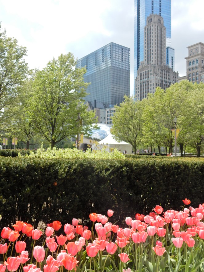 Chicago Millenium Park, Chicago Loop, The Bean, Cloudgate, Kate Spade, Chicago, downtown Chicago, chitown, sarah in style, little black dress, lbd, bow dress, bow earrings, pearls, sarah meyer, 100 years young, springtime, tulips, fresh, life, windy city bloggers, chicago blog, fashion blog, style blog