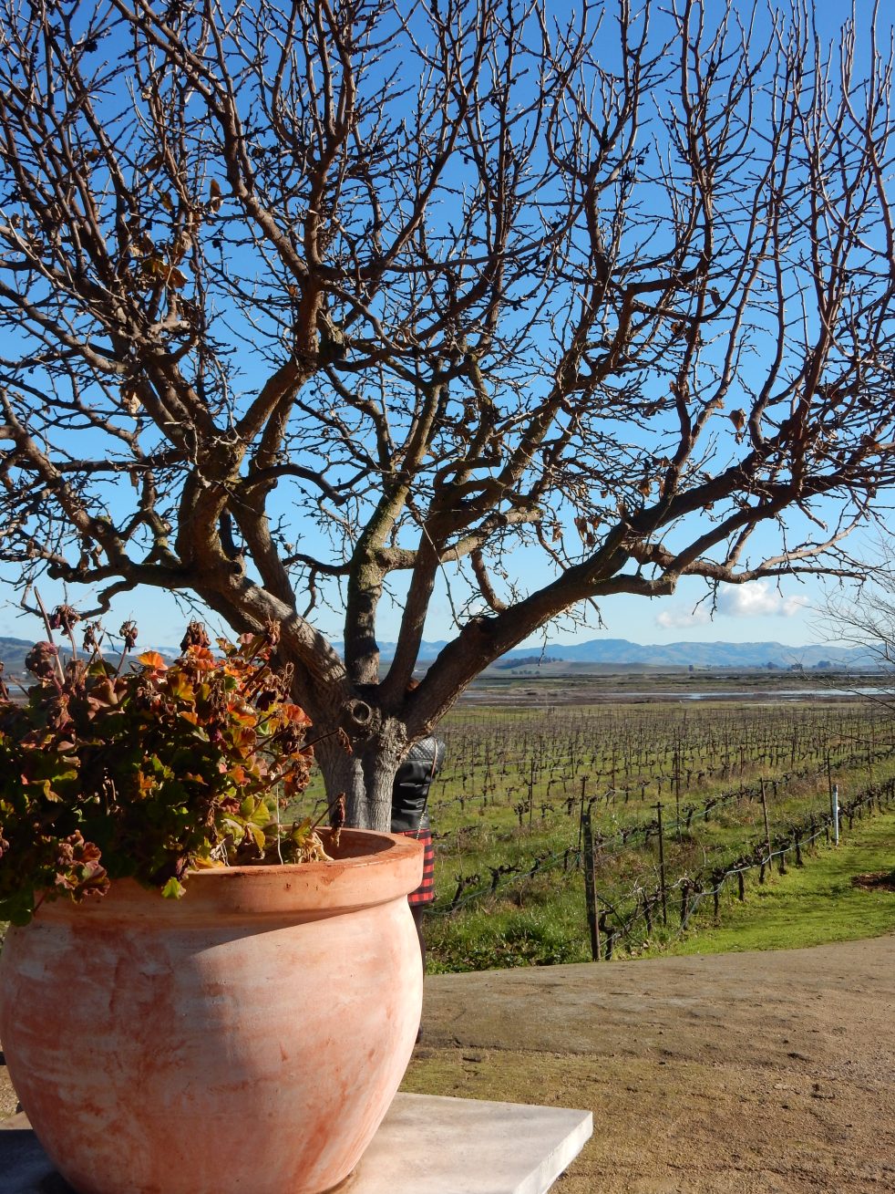 San Francisco Bay, San Francisco, Napa Valley Wine Country Tours, Napa Tour, Sonoma Tour, Napa Wine Country, Napa tours, napa valley tours, Michael Mondavi Napa, Jacuzzi vineyards, Madonna Estate, downtown Sonoma, best napa tour, Sarah In Style, Sarah Meyer, wine country, wine tour, California, California Wine Country