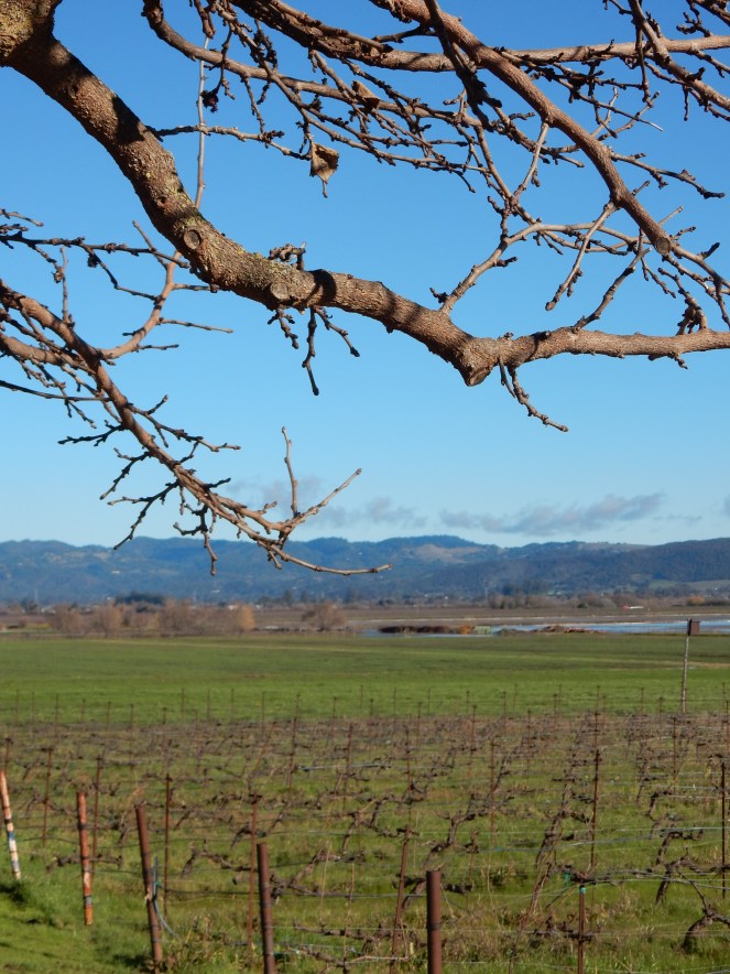 San Francisco Bay, San Francisco, Napa Valley Wine Country Tours, Napa Tour, Sonoma Tour, Napa Wine Country, Napa tours, napa valley tours, Michael Mondavi Napa, Jacuzzi vineyards, Madonna Estate, downtown Sonoma, best napa tour, Sarah In Style, Sarah Meyer, wine country, wine tour, California, California Wine Country