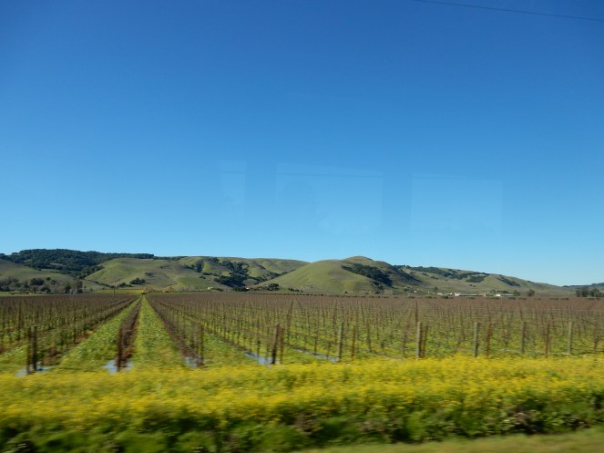 San Francisco Bay, San Francisco, Napa Valley Wine Country Tours, Napa Tour, Sonoma Tour, Napa Wine Country, Napa tours, napa valley tours, Michael Mondavi Napa, Jacuzzi vineyards, Madonna Estate, downtown Sonoma, best napa tour, Sarah In Style, Sarah Meyer, wine country, wine tour, California, California Wine Country