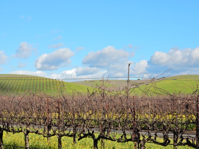 San Francisco Bay, San Francisco, Napa Valley Wine Country Tours, Napa Tour, Sonoma Tour, Napa Wine Country, Napa tours, napa valley tours, Michael Mondavi Napa, Jacuzzi vineyards, Madonna Estate, downtown Sonoma, best napa tour, Sarah In Style, Sarah Meyer, wine country, wine tour, California, California Wine Country