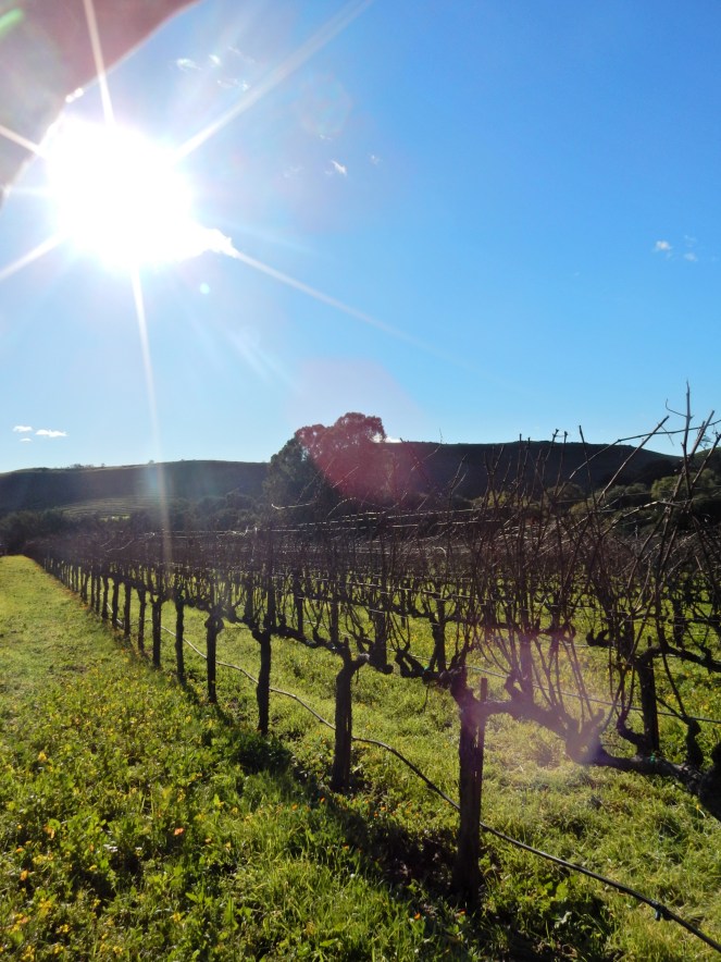 San Francisco Bay, San Francisco, Napa Valley Wine Country Tours, Napa Tour, Sonoma Tour, Napa Wine Country, Napa tours, napa valley tours, Michael Mondavi Napa, Jacuzzi vineyards, Madonna Estate, downtown Sonoma, best napa tour, Sarah In Style, Sarah Meyer, wine country, wine tour, California, California Wine Country