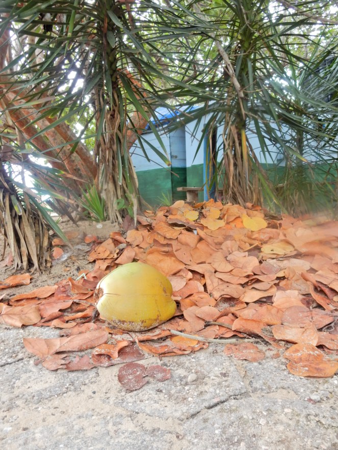 Cuba, Havana, Caribbean Island, Cuban, Spanish Culture, Cuban Culture, Cuban Music, Cuba Tips, What to do in Cuba, Wher eto go in Cuba, What to see in Cuba, Traveling to Cuba, Gluten free Cuba, Guide to Cuba, Guide to Havana, Sarah In Style, Cuban Vacation, Cuba Vacation, Vacation Tips, Trip Planning, Vacation Destinations, Cultural Vacations, Travel Blog, Travel Blogger, Travel Stories