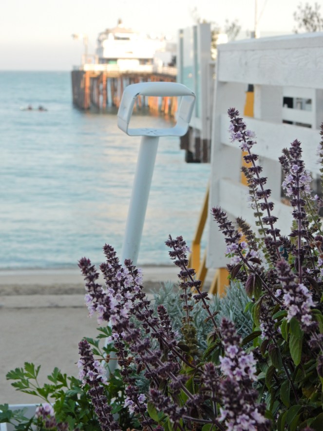 Malibu Farm, Malibu, Malibu Restaurants, Malibu Pier, Malibu Country Mart, Los Angeles Eats, Where to eat in Los Angeles, Where to eat in Malibu, healthy eating California, gluten free Los Angeles, Gluten Free Malibu, Sarah In Style, Sarah In Style Eats, sarahinstyle, Sarah Meyer, Los Angeles Guide, What to do in LA