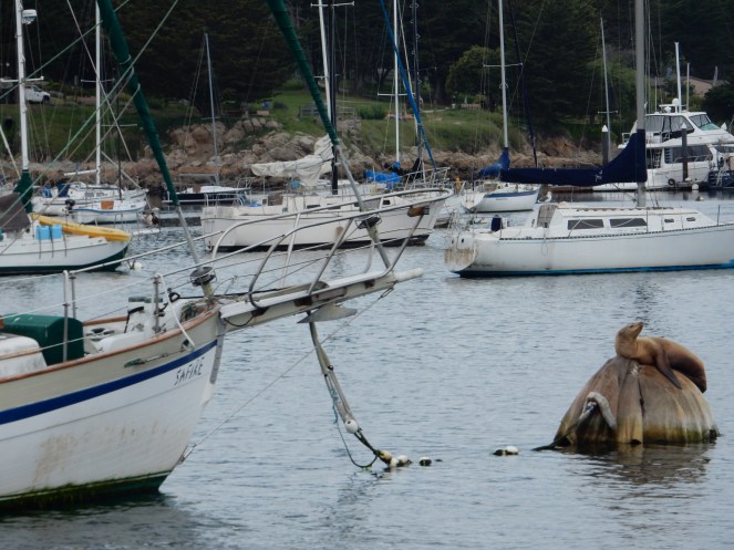 gorgeous california coastline, california coast, California's Hidden Gems, hyatt regency monterey best chowder in California, great whale watching, where to go whale watching, guide to Montery, Where to stay in Monterey, Monterey County sightseeing, California vacation planning, Drive along PCH1, pacific coast highway vacations, Sarah in Style, northern california tips, Sarah Meyer, blogger guide to california, downtown carmel, pacific coast highway, california road trip planning, california road trip