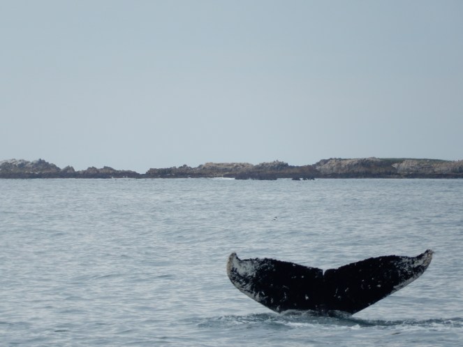 gorgeous california coastline, california coast, California's Hidden Gems, hyatt regency monterey best chowder in California, great whale watching, where to go whale watching, guide to Montery, Where to stay in Monterey, Monterey County sightseeing, California vacation planning, Drive along PCH1, pacific coast highway vacations, Sarah in Style, northern california tips, Sarah Meyer, blogger guide to california, downtown carmel, pacific coast highway, california road trip planning, california road trip