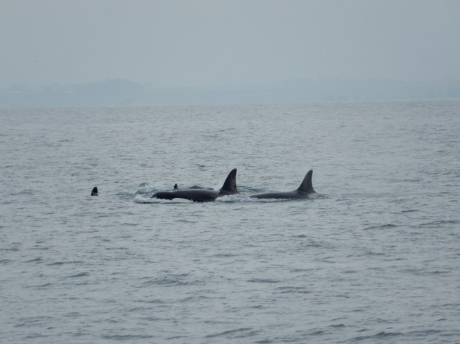 gorgeous california coastline, california coast, California's Hidden Gems, hyatt regency monterey best chowder in California, great whale watching, where to go whale watching, guide to Montery, Where to stay in Monterey, Monterey County sightseeing, California vacation planning, Drive along PCH1, pacific coast highway vacations, Sarah in Style, northern california tips, Sarah Meyer, blogger guide to california, downtown carmel, pacific coast highway, california road trip planning, california road trip