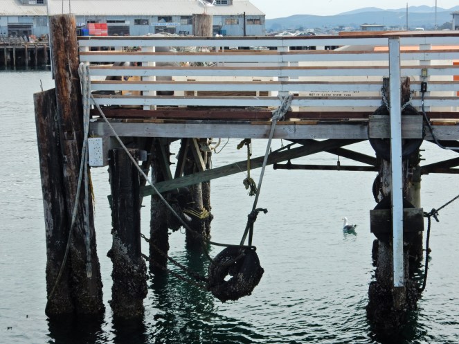 gorgeous california coastline, california coast, California's Hidden Gems, hyatt regency monterey best chowder in California, great whale watching, where to go whale watching, guide to Montery, Where to stay in Monterey, Monterey County sightseeing, California vacation planning, Drive along PCH1, pacific coast highway vacations, Sarah in Style, northern california tips, Sarah Meyer, blogger guide to california, downtown carmel, pacific coast highway, california road trip planning, california road trip