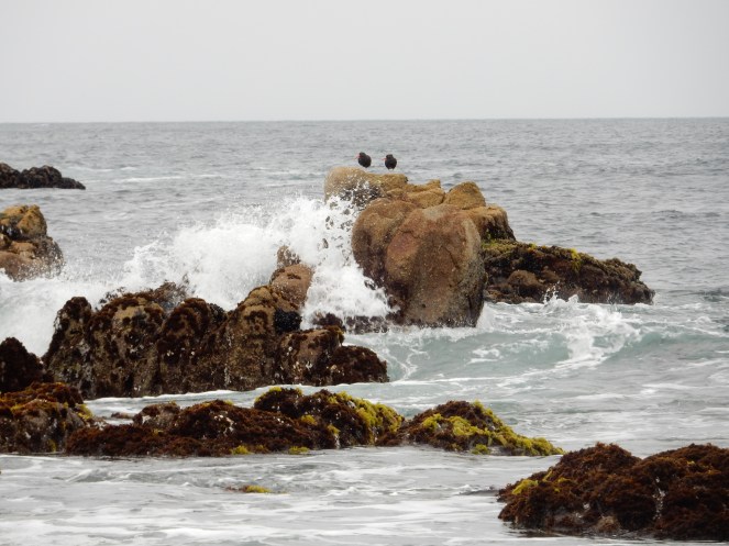 gorgeous california coastline, california coast, California's Hidden Gems, California vacation planning, pacific coast highway vacations, Sarah in Style, northern california tips, Sarah Meyer, blogger guide to california, downtown carmel, pacific coast highway, california road trip planning, california road trip, 17 mile drive, Pebble Beach, U.S. Golf Championship, top golf course in America, #mypebblebeach, where to golf in California, California golf, best golf course, Lone Cyprus