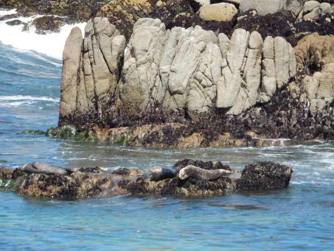 gorgeous california coastline, california coast, California's Hidden Gems, hyatt regency monterey best chowder in California, great whale watching, where to go whale watching, guide to Montery, Where to stay in Monterey, Monterey County sightseeing, California vacation planning, Drive along PCH1, pacific coast highway vacations, Sarah in Style, northern california tips, Sarah Meyer, blogger guide to california, downtown carmel, pacific coast highway, california road trip planning, california road trip