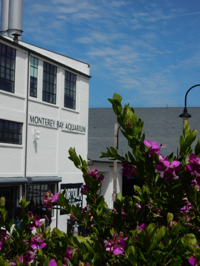 gorgeous california coastline, california coast, California's Hidden Gems, hyatt regency monterey best chowder in California, great whale watching, where to go whale watching, guide to Montery, Where to stay in Monterey, Monterey County sightseeing, California vacation planning, Drive along PCH1, pacific coast highway vacations, Sarah in Style, northern california tips, Sarah Meyer, blogger guide to california, downtown carmel, pacific coast highway, california road trip planning, california road trip