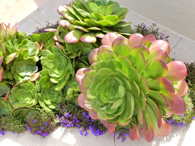 gorgeous california coastline, california coast, California's Hidden Gems, hyatt regency monterey best chowder in California, great whale watching, where to go whale watching, guide to Montery, Where to stay in Monterey, Monterey County sightseeing, California vacation planning, Drive along PCH1, pacific coast highway vacations, Sarah in Style, northern california tips, Sarah Meyer, blogger guide to california, downtown carmel, pacific coast highway, california road trip planning, california road trip