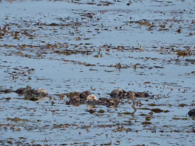 gorgeous california coastline, california coast, California's Hidden Gems, hyatt regency monterey best chowder in California, great whale watching, where to go whale watching, guide to Montery, Where to stay in Monterey, Monterey County sightseeing, California vacation planning, Drive along PCH1, pacific coast highway vacations, Sarah in Style, northern california tips, Sarah Meyer, blogger guide to california, downtown carmel, pacific coast highway, california road trip planning, california road trip