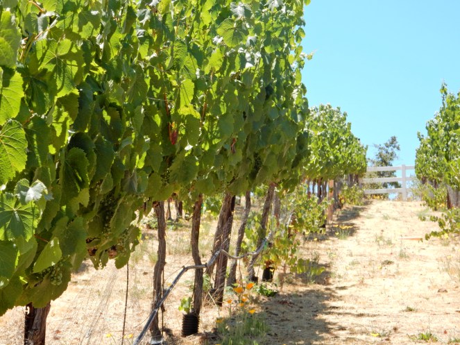 Bold jewelry, statement pieces, statement earrings, tassel earrings, Soft Surroundings, Napa, Downtown Napa, what to wear to a vineyard, what to wear to nantucket, seersucker dress, vineyard style, California style, Napa Valley, wine country USA, Sarah Meyer, Sarah In Style, Blue and white seersucker dress
