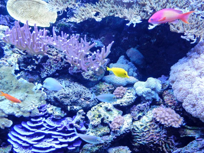 Seeing Seattle, See Seattle, What to do in Seattle, Where to eat in Seattle, What to see in Seattle, Visit Seattle, Seattle Great Wheel, Pike Place Market, Space Needle, Chihuly Garden & Glass, Chihuly Glass, MoPop, Museum of Pop Culture, Seattle Waterfront, Argosy Boat tours, Sarah In Style, Sarah In Style Travels, Pacific Northwest, Travel the USA, travel the United States, Washington state