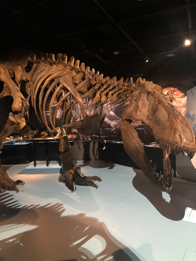 AMNH, American Museum of Natural History, History Museums, NYC Museums, New York Museums, Best US Museums, History Museum, Rose Center for Earth and Space, T rex exhibits, african animals exhibit, underwater exhibit, rainy day in NYC, what to do in NYC,upper west side, near central park, museums at home, online museum exhibits, cultural experience NYC, Sarah In Style, Sarah Meyer, tips for museums, where to go in NYC