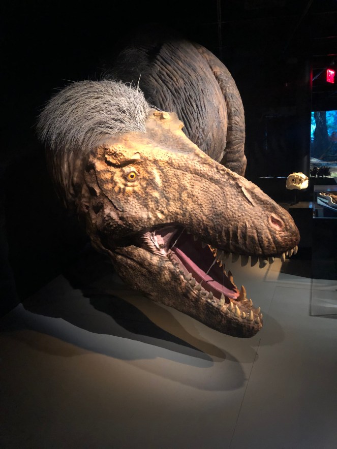 AMNH, American Museum of Natural History, History Museums, NYC Museums, New York Museums, Best US Museums, History Museum, Rose Center for Earth and Space, T rex exhibits, african animals exhibit, underwater exhibit, rainy day in NYC, what to do in NYC,upper west side, near central park, museums at home, online museum exhibits, cultural experience NYC, Sarah In Style, Sarah Meyer, tips for museums, where to go in NYC