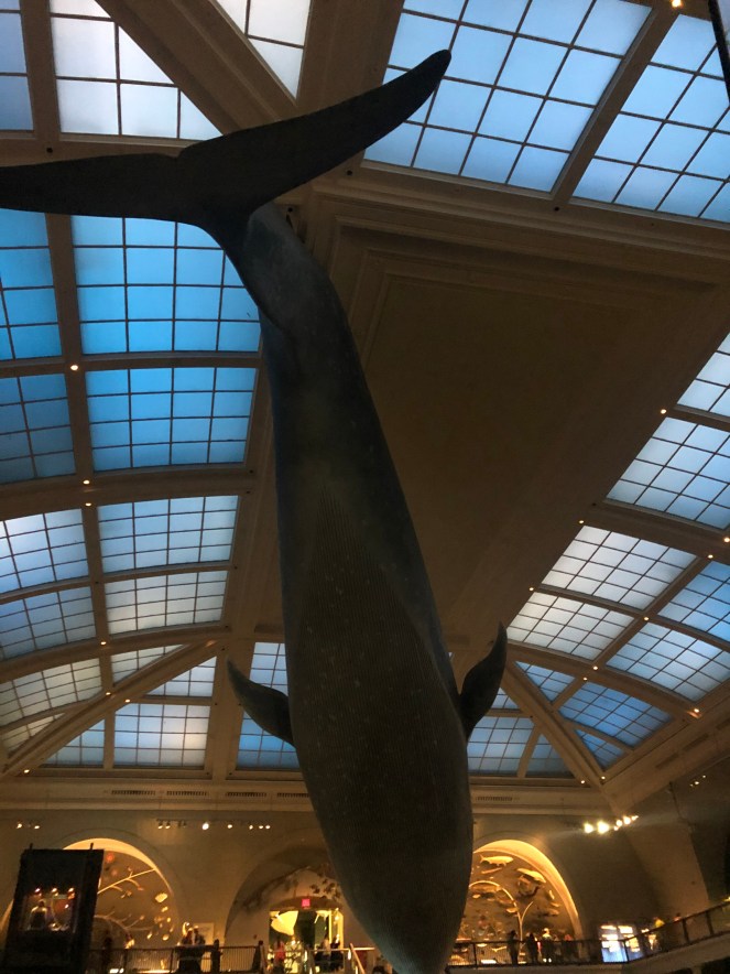 AMNH, American Museum of Natural History, History Museums, NYC Museums, New York Museums, Best US Museums, History Museum, Rose Center for Earth and Space, T rex exhibits, african animals exhibit, underwater exhibit, rainy day in NYC, what to do in NYC,upper west side, near central park, museums at home, online museum exhibits, cultural experience NYC, Sarah In Style, Sarah Meyer, tips for museums, where to go in NYC