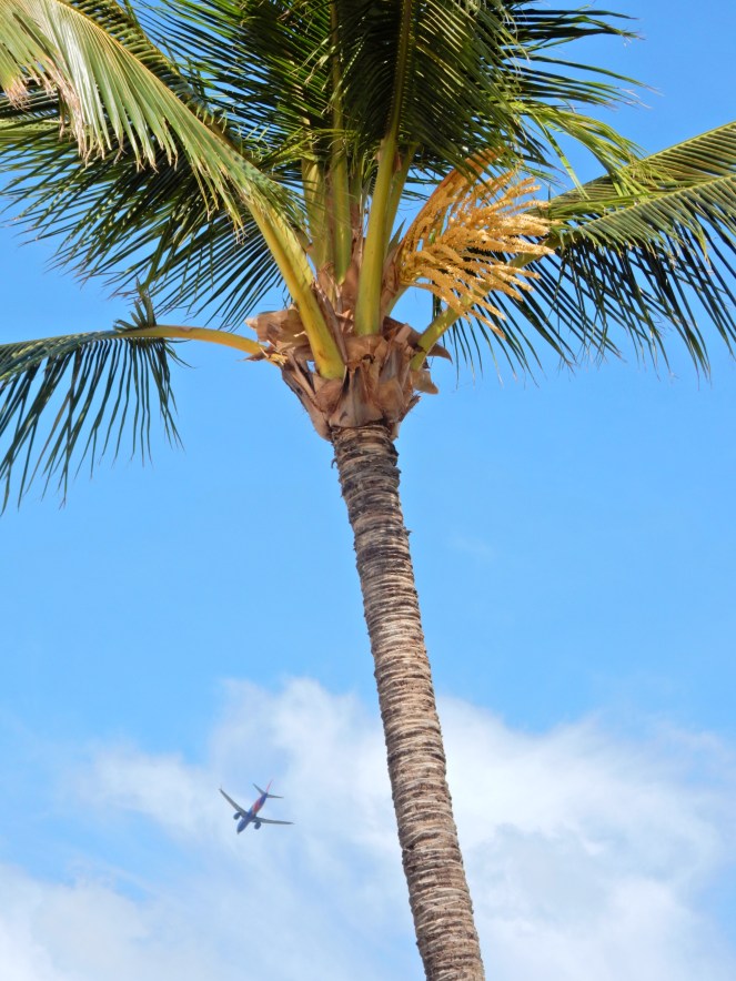 Southwest airplane flying into Maui