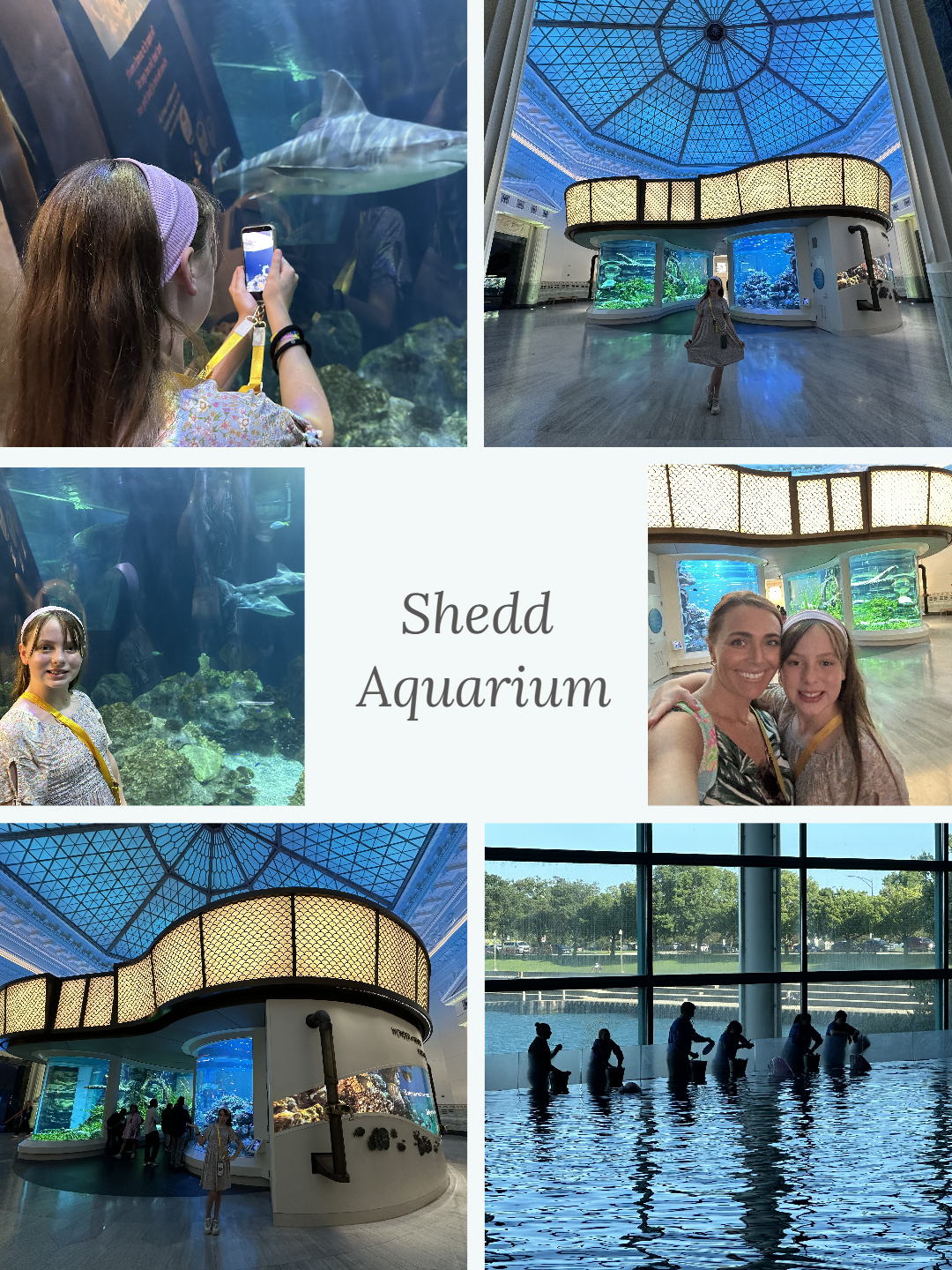Shedd Aquarium Chicago
